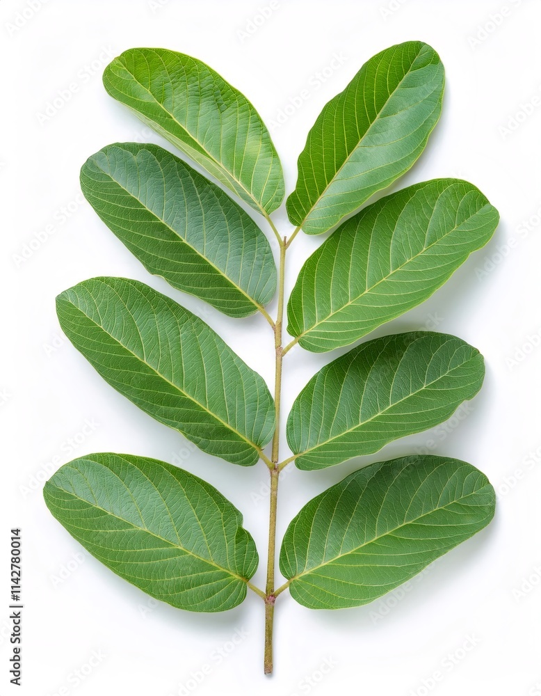 Obraz premium Studio shot of a guava branch with green leaves, isolated on a white background, full depth of field