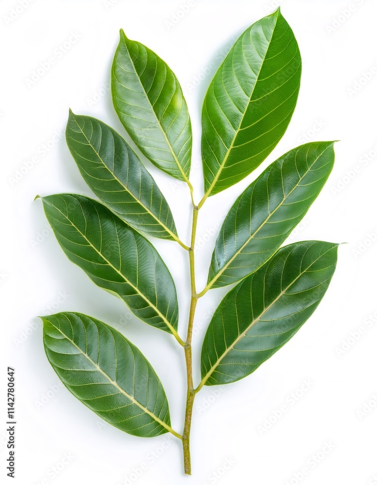 Fototapeta premium Green jackfruit branch displaying vibrant leaves, photographed against pure white backdrop, highlighting botanical freshness