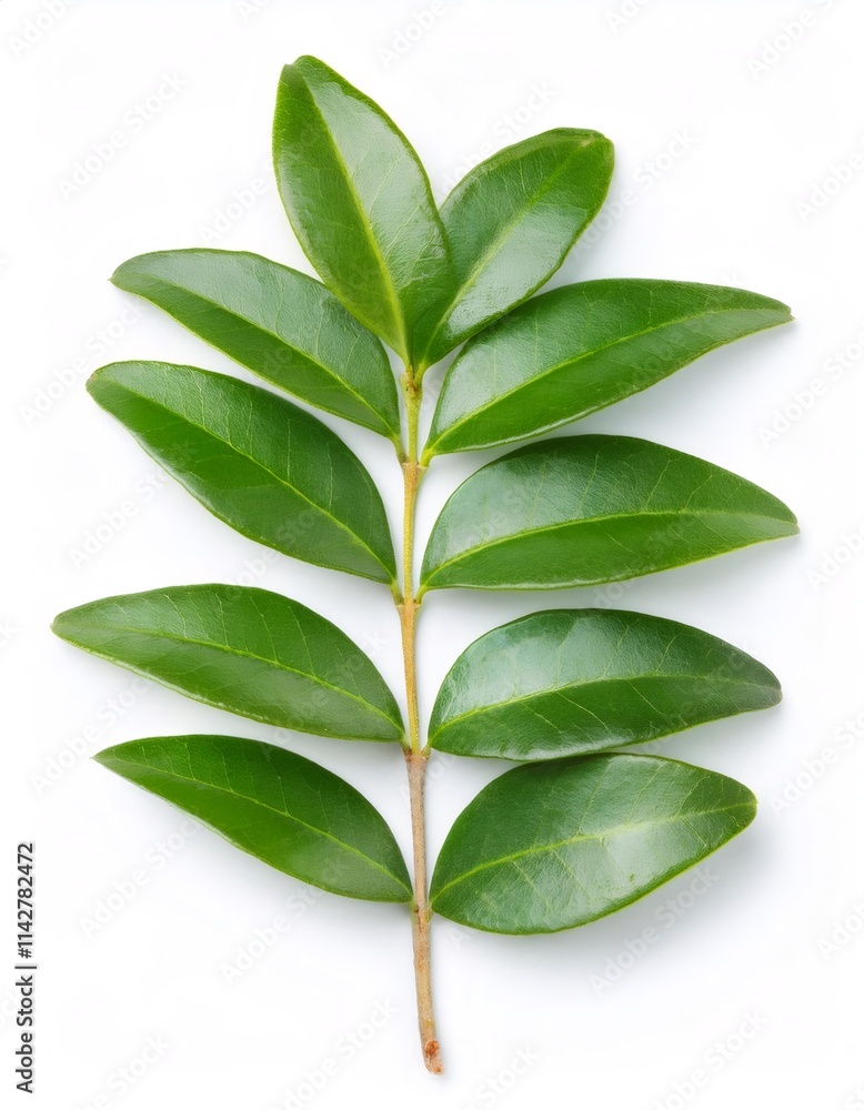 Studio shot of a green privet branch with leaves, lying on a white background, full depth of field Studio shot of a green privet branch with leaves, lying on a white background, full depth of field