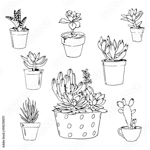 Vector collection of hand drawn succulent plants isolate on white background	