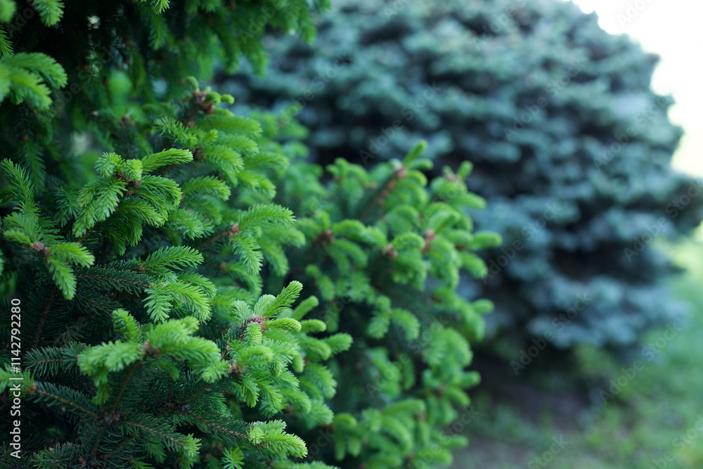 green pine tree growing in the garden. High quality photo green pine tree growing in the garden. High quality photo