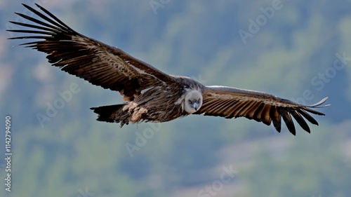Griffon Vulture (Gyps fulvus), Crete