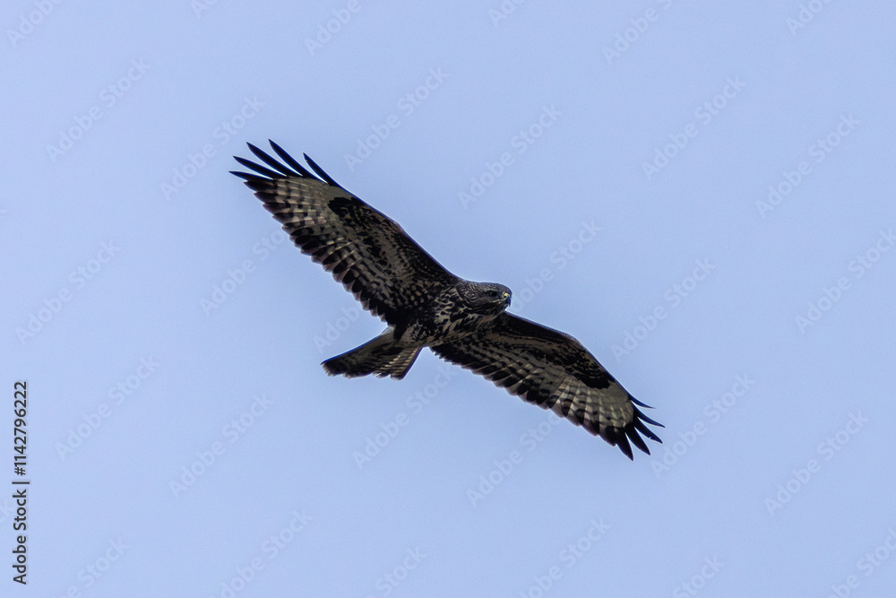 Common Buzzard (Buteo buteo), spotted over Baldoyle Racecourse, Dublin; common in Europe Common Buzzard (Buteo buteo), spotted over Baldoyle Racecourse, Dublin; common in Europe