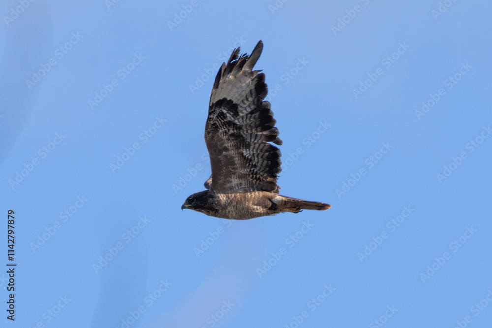Fototapeta premium Common Buzzard (Buteo buteo), spotted over Baldoyle Racecourse, Dublin; common in Europe