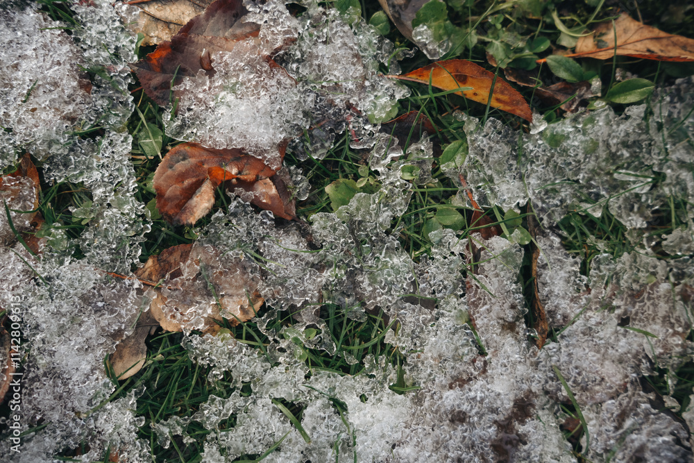 green grass with melting snow and old brown leaves green grass with melting snow and old brown leaves