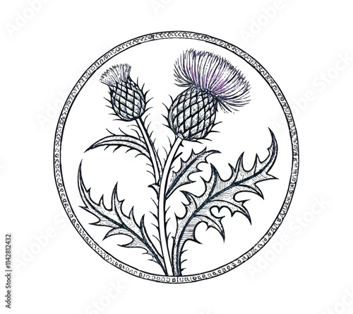 Scottish thistle vector line art in Celtic style flower  photo