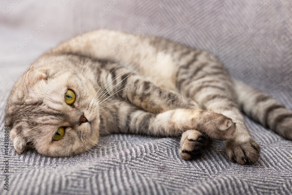 Gray scottish fold posing on gray couch Gray scottish fold posing on gray couch