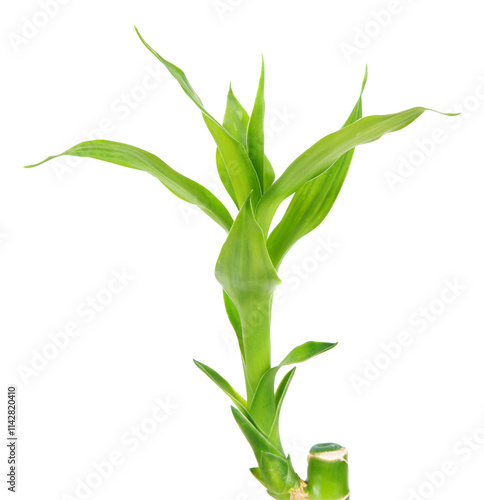 Wallpaper Mural Bamboo plant close up Torontodigital.ca