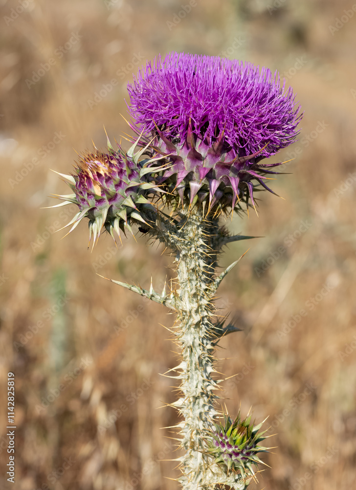 natural thorns, purple flowering thorn photos natural thorns, purple flowering thorn photos