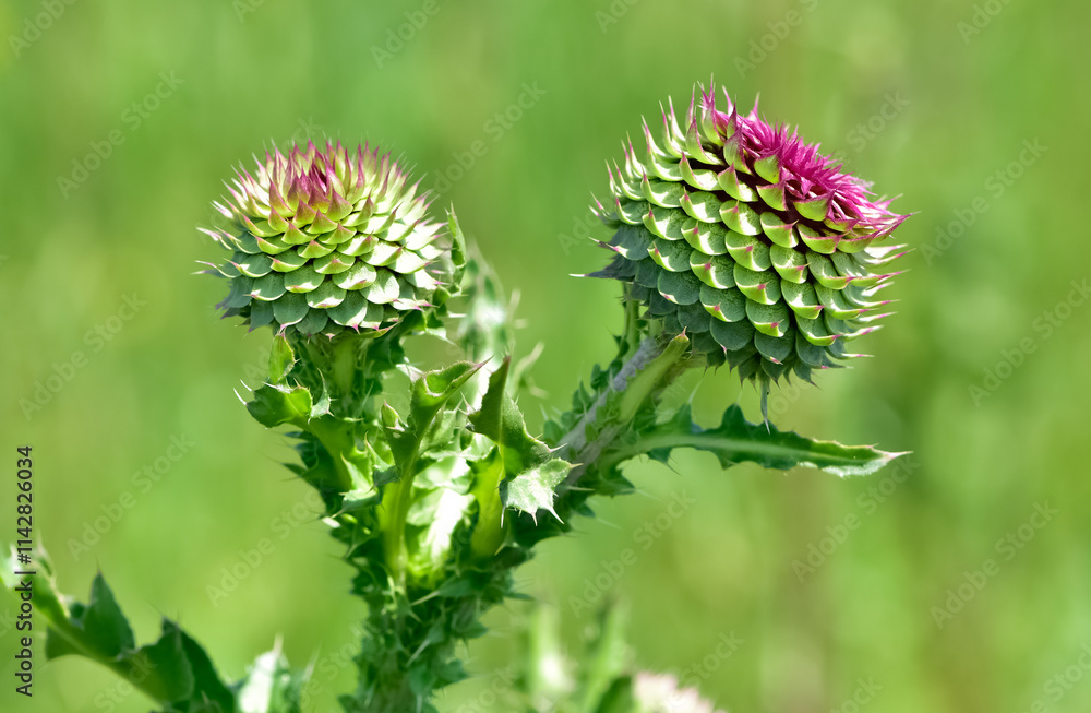 natural thorns, purple flowering thorn photos natural thorns, purple flowering thorn photos