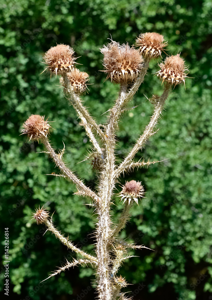 natural thorns, purple flowering thorn photos natural thorns, purple flowering thorn photos