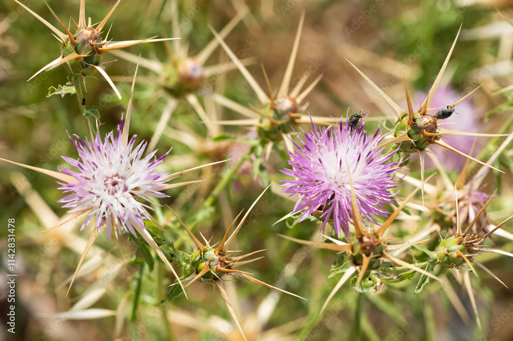 natural thorns and gorgeous thorn photos natural thorns and gorgeous thorn photos