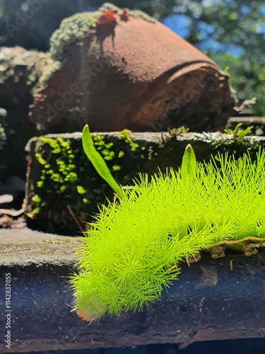 Lagarta Automeris Nature
