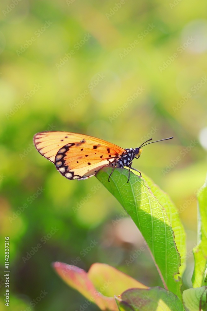 Fototapeta premium butterfly perched on a leaf