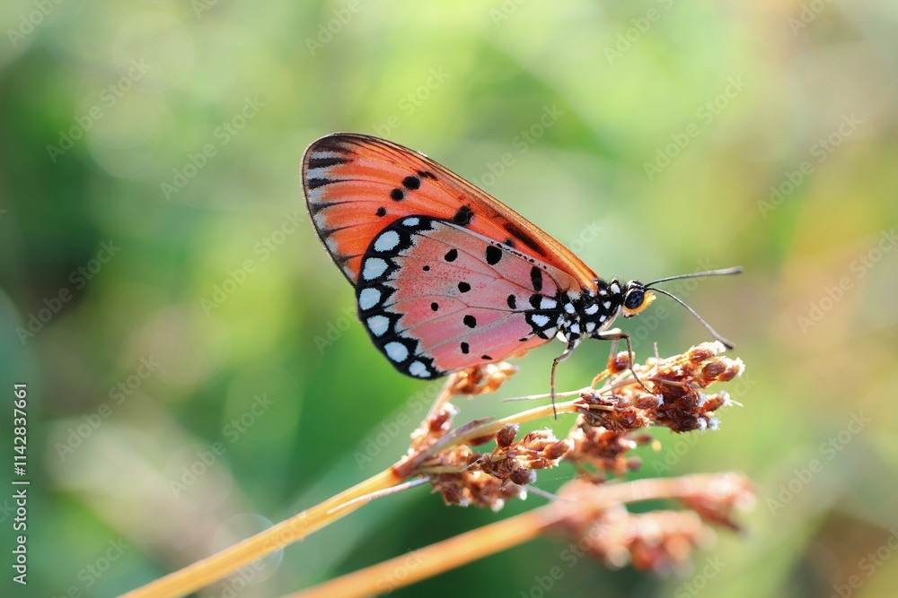 Obraz premium butterfly on a flower