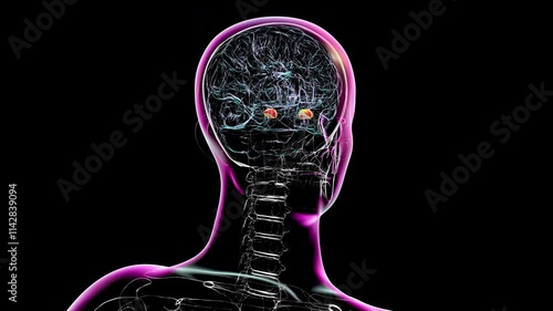 3D animation of a rotating brain highlighting the amygdala, responsible for emotion processing, fear response, and linked to anxiety, post-traumatic stress disorder, and depression.