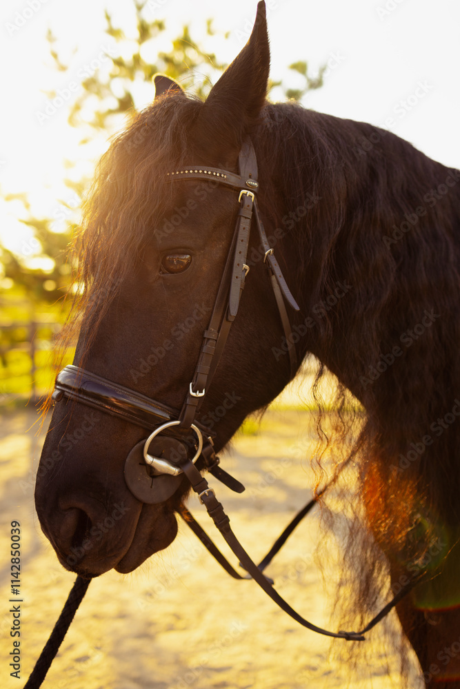Obraz premium horse on a farm horse equestrian sport summer in the country equestrian sport stable 