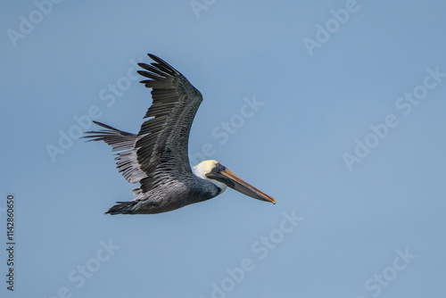 pelican in flight
