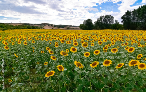 yellow flowers, agricultural products. photos of sunflowers. photo