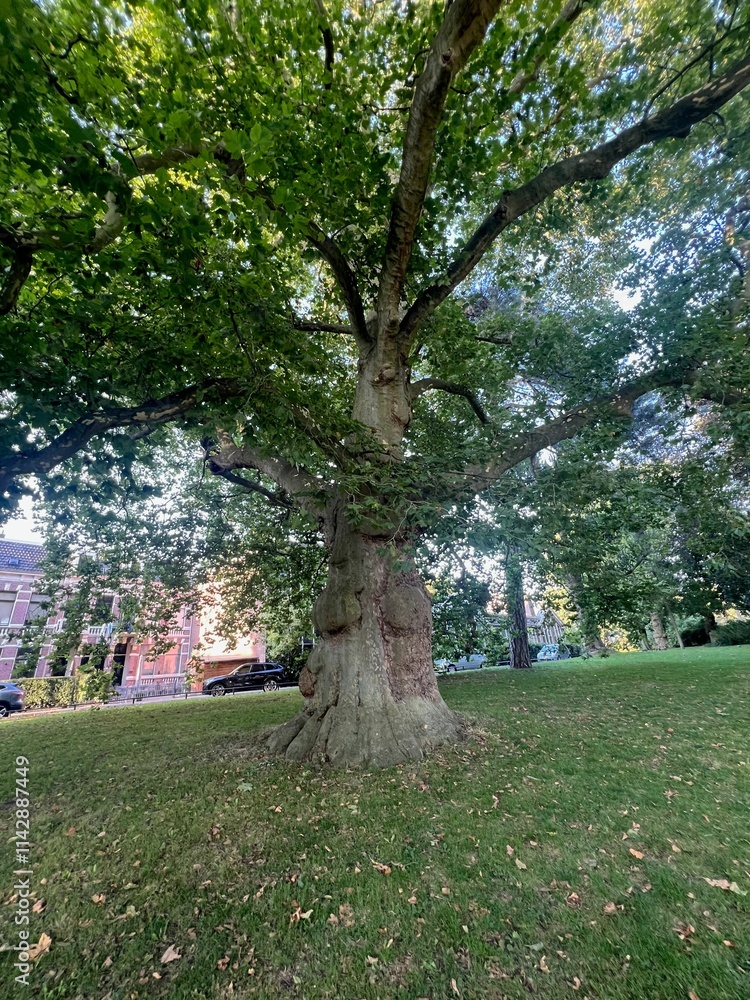 Beautiful tree with green leaves growing in park Beautiful tree with green leaves growing in park