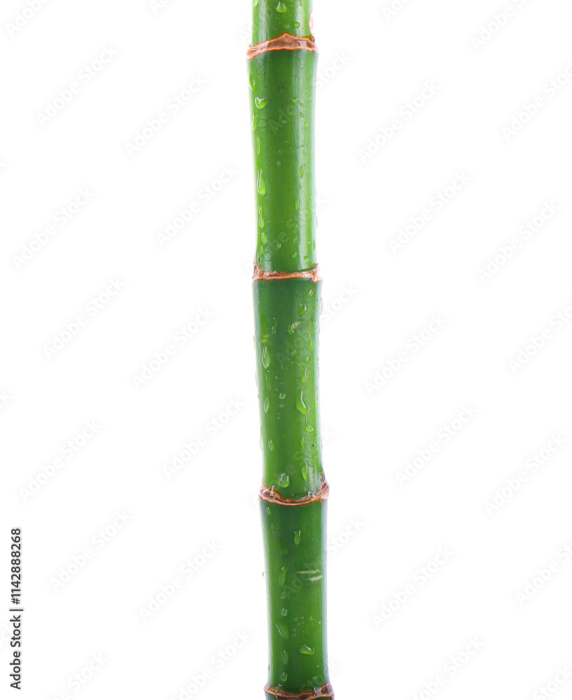 Fototapeta premium Stem of decorative bamboo plant isolated on white