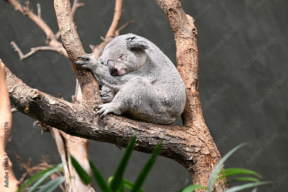 Fototapeta premium Peaceful koala sleeping on a tree branch.