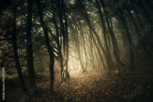 Εκτύπωση καμβά dark woods fantasy forest landscape