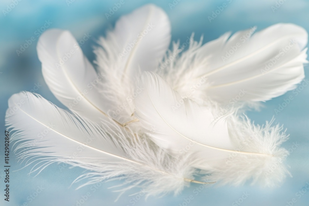 Fototapeta premium Close-up of two white feathers on a blue surface
