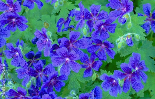 Violet flowers geranium gorgeous rosemoor. photo