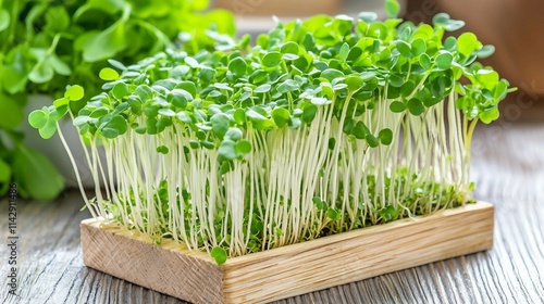 Fresh Microgreens Growing in Wooden Tray on Rustic Table Surface photo