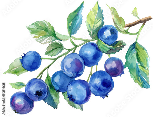 Watercolor Blueberry Clipart Png on Transparent Background photo