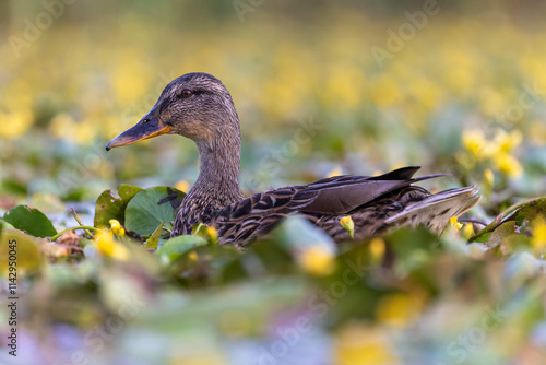 Stockente schwimmt in einem Teich mit blühenden Wasserpflanzen