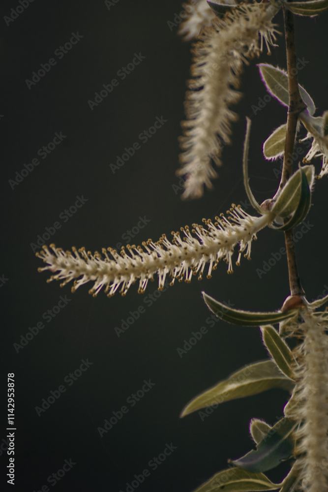 Obraz premium close up of a branch of a tree