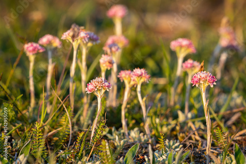  Closeup of flowers of Antennaria dioica also known as cats foot, Stoloniferous pussytoes, Mountain everlasting, Cudweed. A small blooming pink Catsfoot, Antennaria dioica flower in Northern Europe. photo