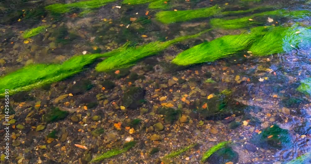 A swiftly flowing shallow river with stones with clear, transparent water revealing striped green algae that resemble strands of hair. The serene natural backdrop, peaceful atmosphere, underwater life A swiftly flowing shallow river with stones with clear, transparent water revealing striped green algae that resemble strands of hair. The serene natural backdrop, peaceful atmosphere, underwater life