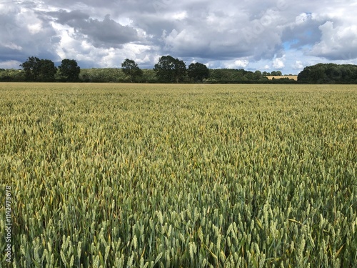 A field of winter wheat in July, near Masham, North Yorkshire, England, United Kingdom photo