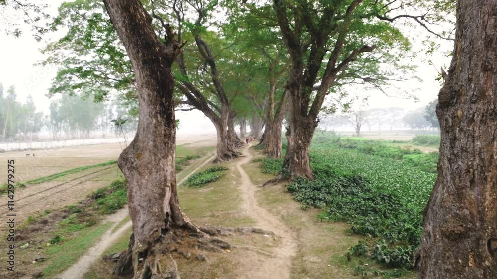 Scenic Rural raw village Pathway in Bangladesh Scenic Rural raw village Pathway in Bangladesh