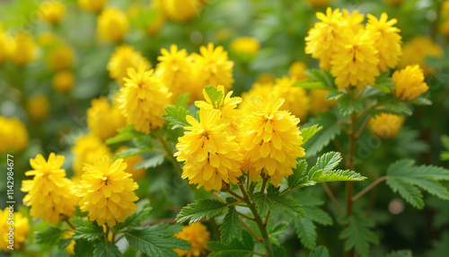 Yellow chrysanthemum flowers in green garden