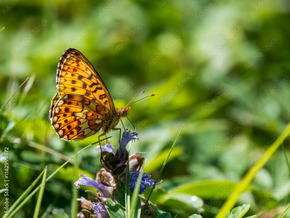 Fototapeta premium Pearl-boardered Fritillary Butterfly