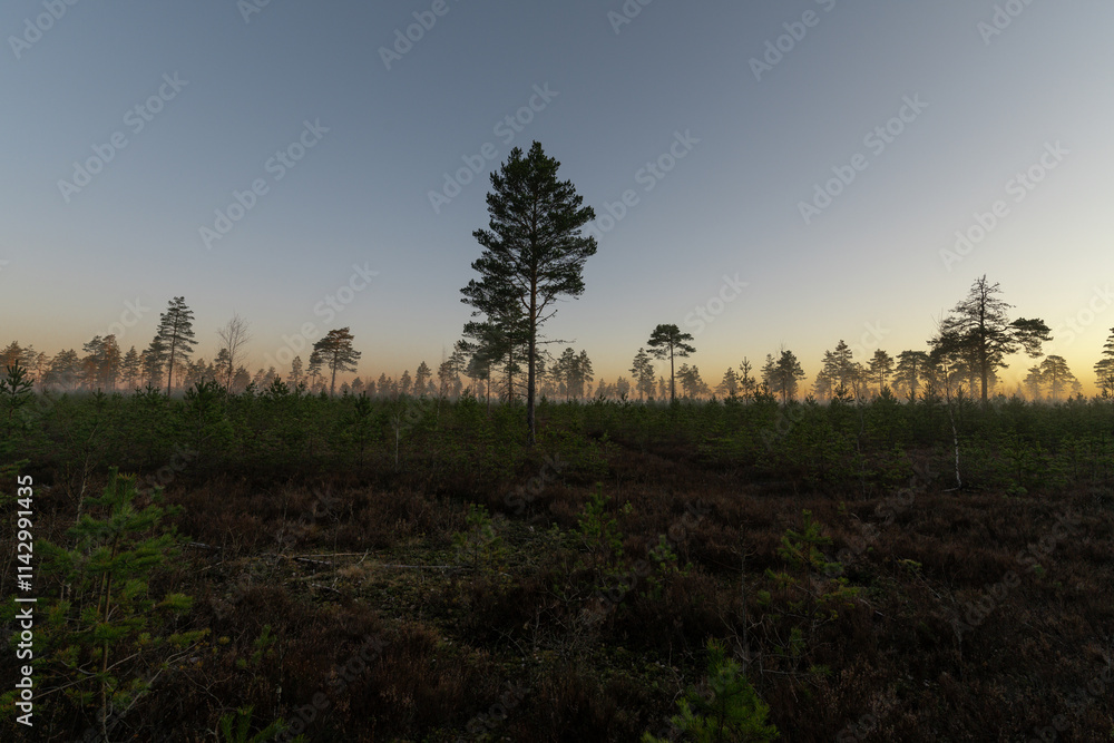 A lonely tall pine tree in the grey forest. Sunset A lonely tall pine tree in the grey forest. Sunset