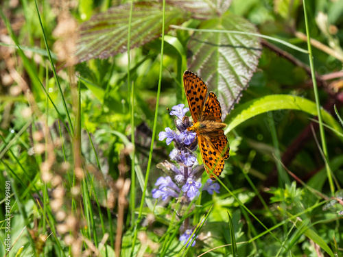 Pearl-boardered Fritillary Butterfly on Bugle photo