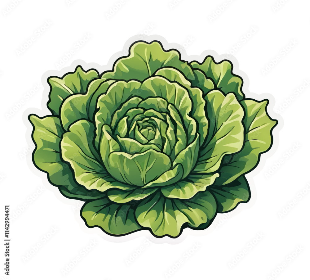 Obraz premium green cabbage, lettuce isolated on white background vector