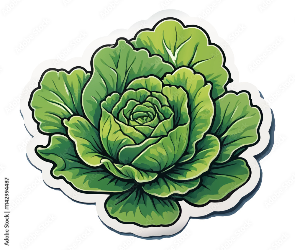 Obraz premium green cabbage, lettuce isolated cartoon vector