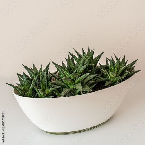 Stylish floral arrangement, haworthia succulent in a white planter on a light background. Home plants, comfort, flower care, botany. Flower shop, everything for gardening photo