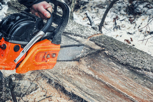 Wallpaper Mural Lumberjack cuts tree trunk in forest in winter, clearing old dry trees in forest Torontodigital.ca