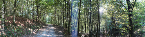 Obraz na płótnie Panorama - Forest landscape in Switzerland w salonie