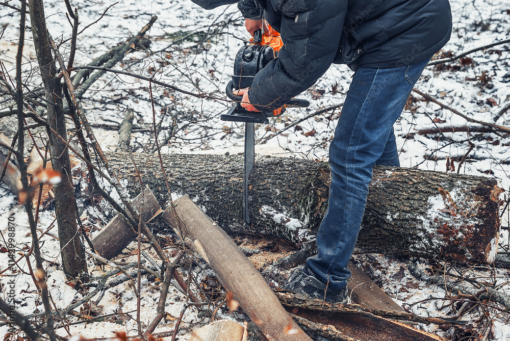 Lumberjack cuts tree trunk in forest in winter, clearing old dry trees in forest Lumberjack cuts tree trunk in forest in winter, clearing old dry trees in forest