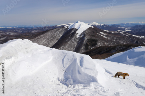 Fototapeta Naklejka Na Ścianę i Meble -  Połonina Wetlińska - Bieszczady Mountains