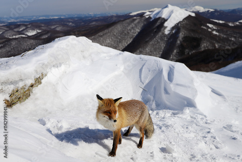 Fototapeta Naklejka Na Ścianę i Meble -  Połonina Wetlińska - Bieszczady Mountains
