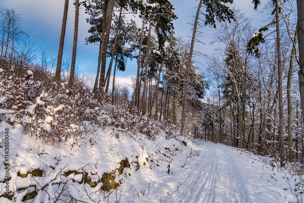 A snowy forest with trees covered in snow. The trees are bare and the snow is deep. The scene is peaceful and serene. Germany.
